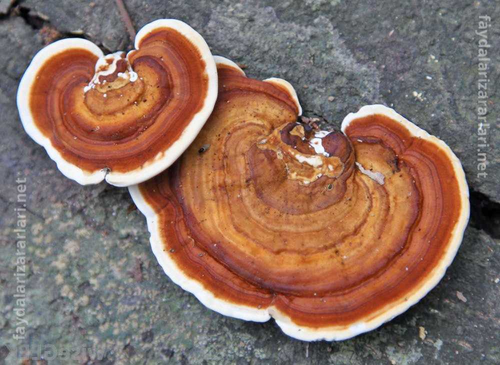 Reishi Mantarı Faydaları Zararları Nelerdir ve Nasıl Kullanılır