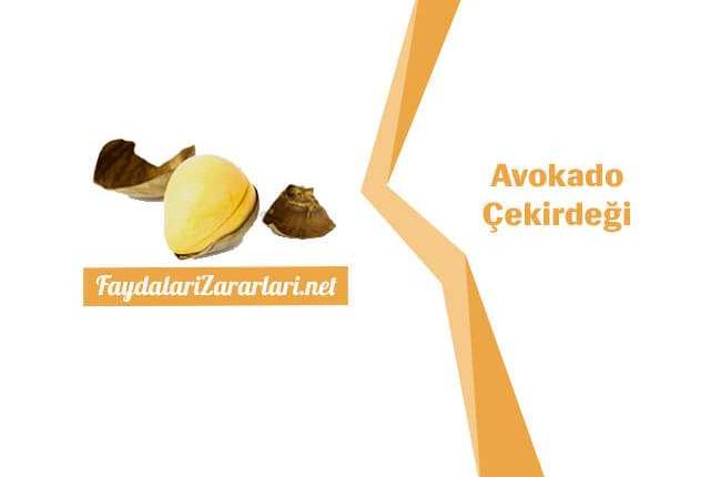 Avokado Çekirdeğinin Faydaları ve Zararları Nelerdir Nasıl Yenir