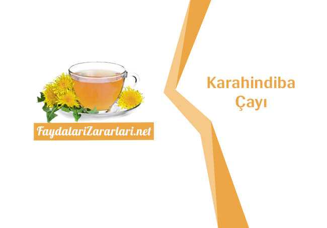 Karahindiba Çayı Faydası