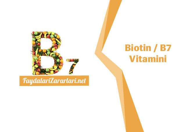 Biotin / B7 Vitamini